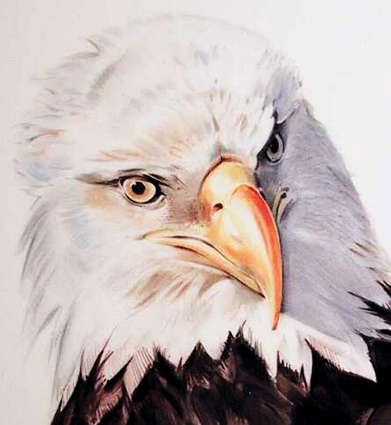Adler auf Porzellanplatte